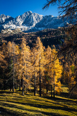 Autumn in the Dolomites. Explosion of colors towards sunset. Enrosadira and larch forests