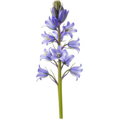 Delicate Beauty Close Up of a Blue Camas Lily Flower Stem Floral Blossom Isolated Against on transparent background