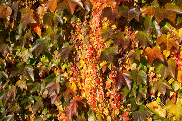 Bunt verfärbter Wilder Wein an einer Hauswand, Deutschland