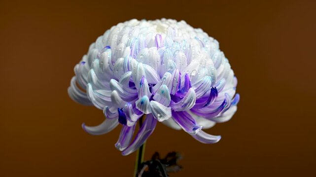 Close-up 4K video of a pompon chrysanthemum with white, blue, and purple-tipped petals covered in water droplets, dramatically set against a deep, dark brown backdrop 