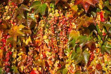 Bunt verfärbter Wilder Wein an einer Hauswand, Deutschland