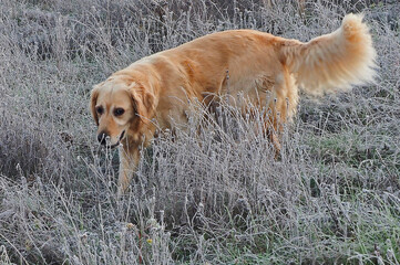 Golden Retriver