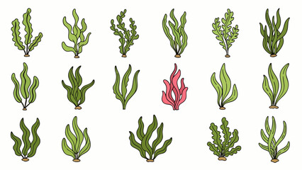 A beautiful collection of diverse hand-drawn green and red seaweed illustrations, perfect for aquatic themes, marine biology, or ocean-related graphic design.