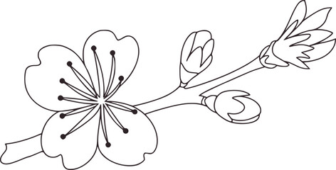 Black and white line drawing of a blooming cherry blossom branch