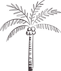 Black and white line drawing of a palm tree with coconuts