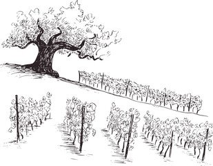 Black and white sketch of vineyard rows and large tree
