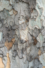 beautiful close-up of sycamore wood texture. Designer background with space for text. Vertical photo