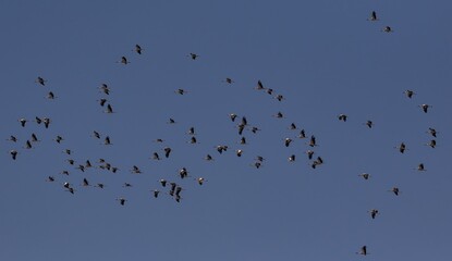 White Stork (Ciconia ciconia) flying at Cazalla bird observatory near Tarifa in southern Spain.