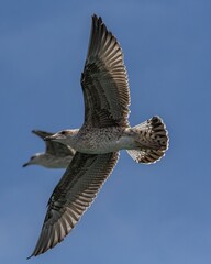 Yellow-legged Gull (Larus michahellis) flying at Tarifa in southern Spain.