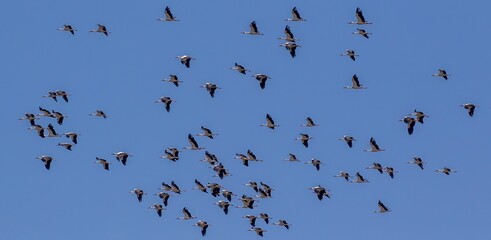 White Stork (Ciconia ciconia) flying at Cazalla bird observatory near Tarifa in southern Spain.