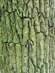 Oak bark with green moss and deep grooves. Vertical close-up photo. Oak bark texture.