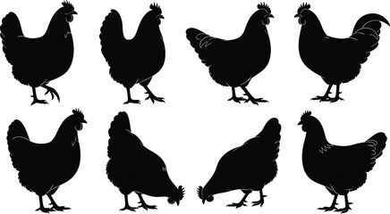 Collection of black chicken silhouettes in various poses on white background rooster
