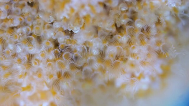 Colony of bryozoans under a microscope. Sometimes they are called Ectoprocta. Sea of Okhotsk.
