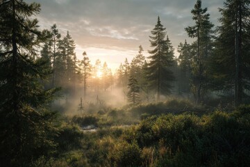 Golden Sunrise Through Misty Pine Forest at Dawn