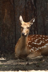 a close-up portrait of a sika deer