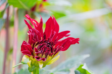 深紅のダリアが開花し始める瞬間のクローズアップ