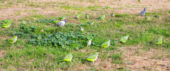 A flock of green monk parakeets feeds on a dry lawn in a city park