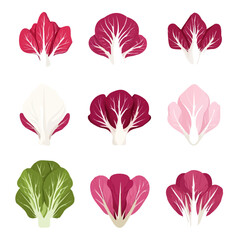 An Imaginary 2D flat icon radicchios_set, modern element in vector and EPS format, clean vector_isolated on a white background, An Icon clipart set