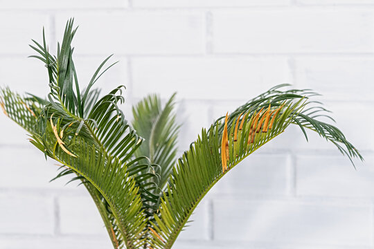 cycas revoluta fronds with yellow tips close up