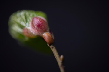 Macro photograph of a Common Hazel Corylus avellana bud beginning to open in early spring