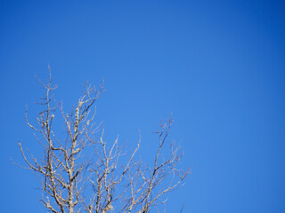 Bare Tree Branches Lichen Against Vibrant Blue Sky