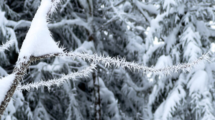 Sharp Macro Detail Of Hoar Frost Needles Against Bokeh Winter Background