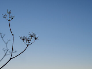 Minimalist Frosted Plant Silhouette Against Blue Sky