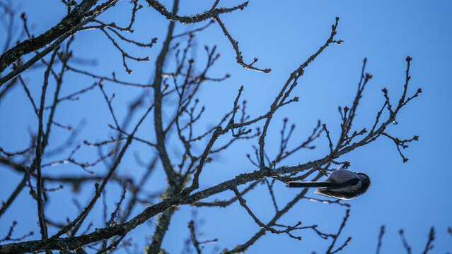 Long Tailed Tit Aegithalos Caudatus Bare Branch Blue Sky
