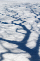 Shadow of bare tree branches on fresh white snow surface