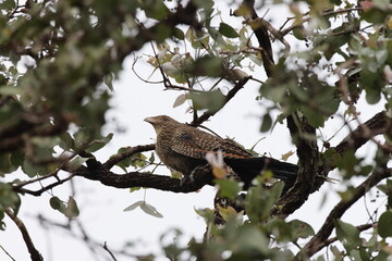pheasant coucal (Centropus phasianinus)  Queensland, Australia