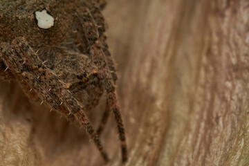 Macro view of spider on brown foliage
