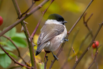 Willow Tit Sitting On Dog Rose Bush