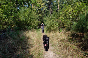 A black dog joyfully runs ahead on a sunny forest path, followed by its owner. Perfect for illustrating outdoor adventures, pet companionship, and nature walks.