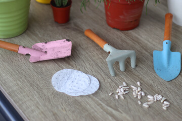 Houseplants, flower pots and mini gardening equipment. Urban gardening at home or on the balcony. Selective focus.