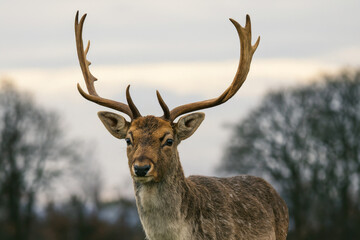 Male Fallow Deer With Antlers Outdoors