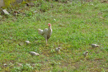 Mother hen and her chicks looking for food in the grass. For graphic design, 3D rendering and...