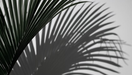 Obraz premium Elegant Shadow of a Palm Leaf on a Minimalist Background