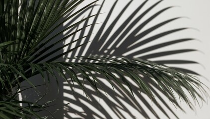 Fototapeta premium Detailed Shadow Play of a Palm Leaf on a Wall Background