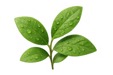 Green plant leaves with fresh water drops, showing natural morning dew and growth on transparent background