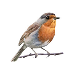 Robin. Watercolor illustration of a small bird with an orange breast perched on a twig. Painted in a realistic botanical style. Good for nature prints, greeting cards, invitations and seasonal designs