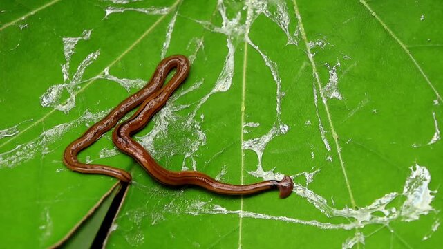 A slow motion closeup shows a hammerhead flatworm (Bipalium kewense) gliding smoothly across a fresh green leaf in the monsoon forests of Himachal Pradesh, India.