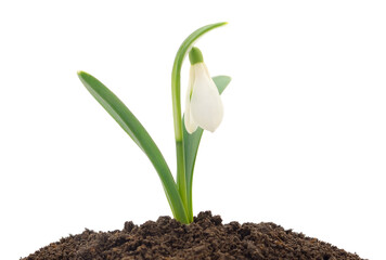 Snowdrop flower sprouting from soil isolated on white background