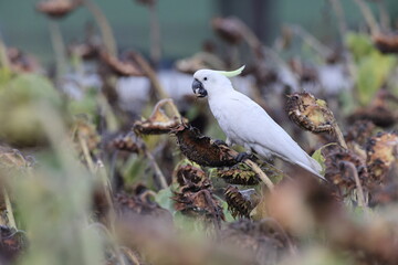 Obraz premium Sulphur-Crested Cockatoo (Cacatua galerita), Queensland, Australia