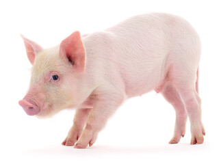 Piglet isolated on white background