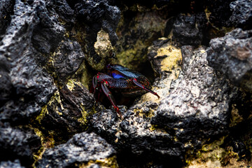 Red rock crab hiding in volcanic lanzarote rocks