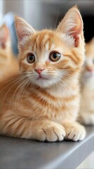 Close-up portrait of an adorable orange kitten resting indoors. The kitten has big, expressive eyes and soft fur, lit by natural light.