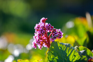 Medical plant Bergenia Cordifolia