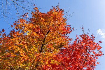 秋の青空と紅葉