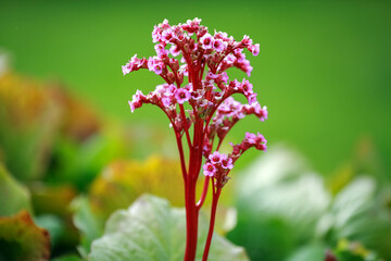 Medical plant Bergenia Cordifolia