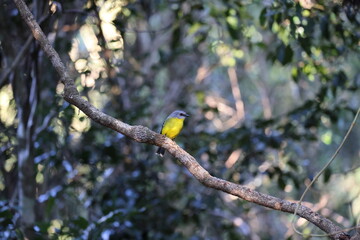 eastern yellow robin (Eopsaltria australis) Queensland, Australia